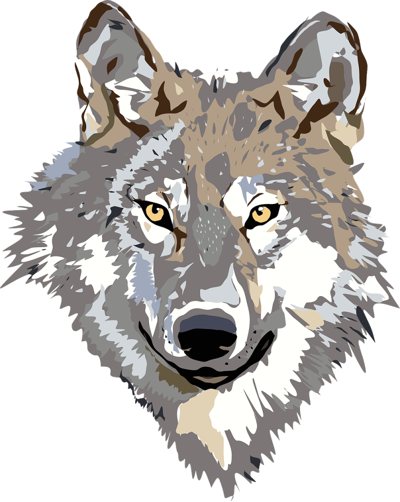 wolf, nature, face-30695.jpg